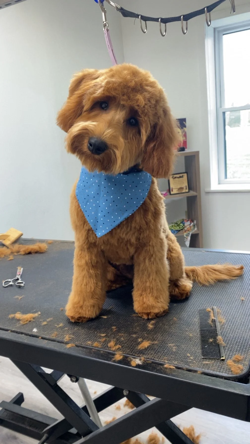 Goldendoodle grooming result